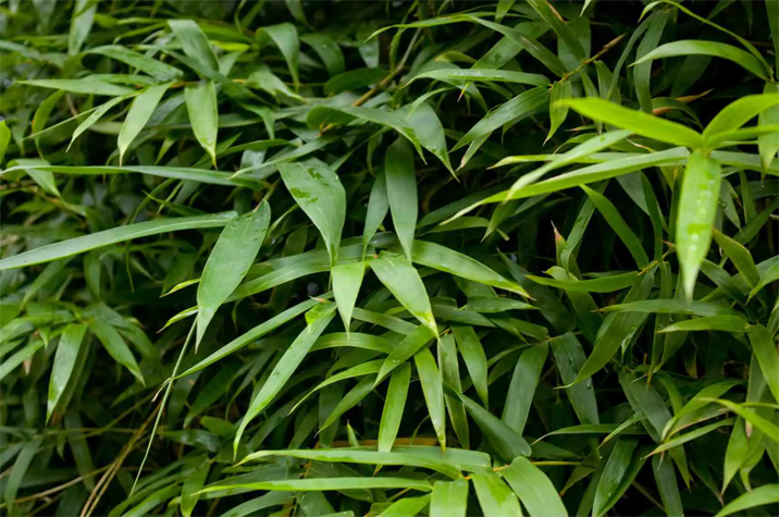 Leaves-of-Thorny-bamboo