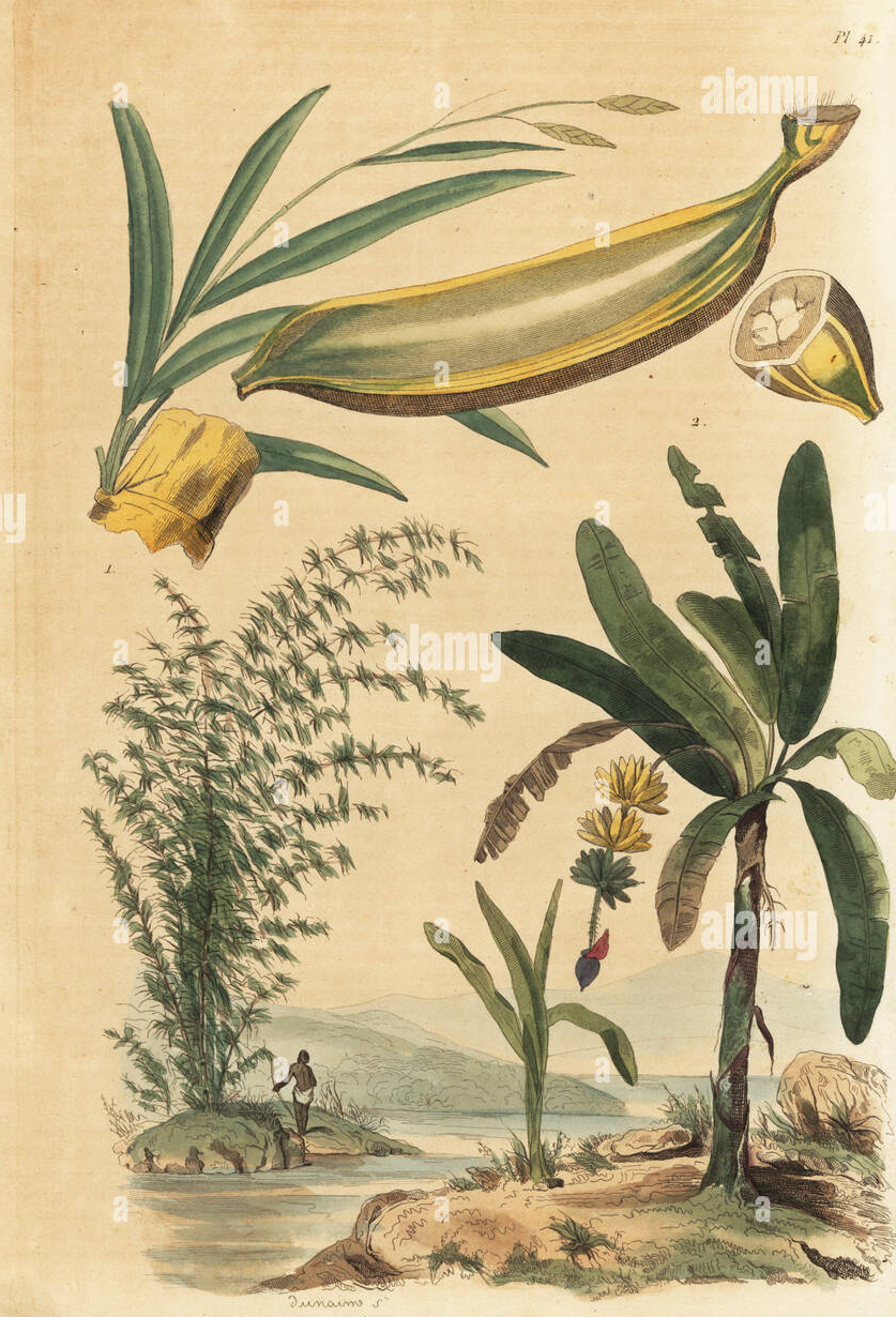 Plant-Illustration-of-Thorny-bamboo
