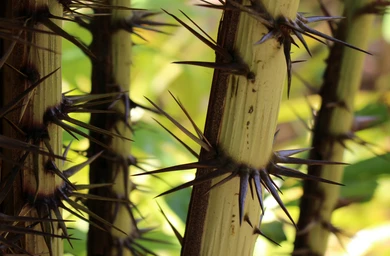 Spines-of-Thorny-bamboo