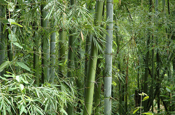 Thorny-bamboo-plant-growing-wild