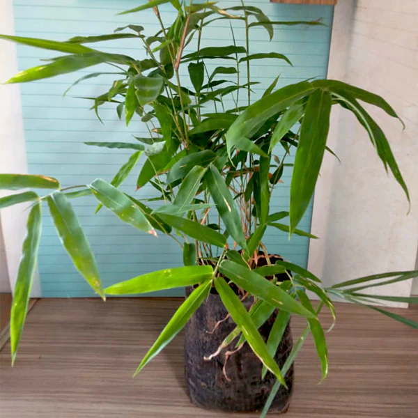 Thorny-bamboo-plant-grown-indoor