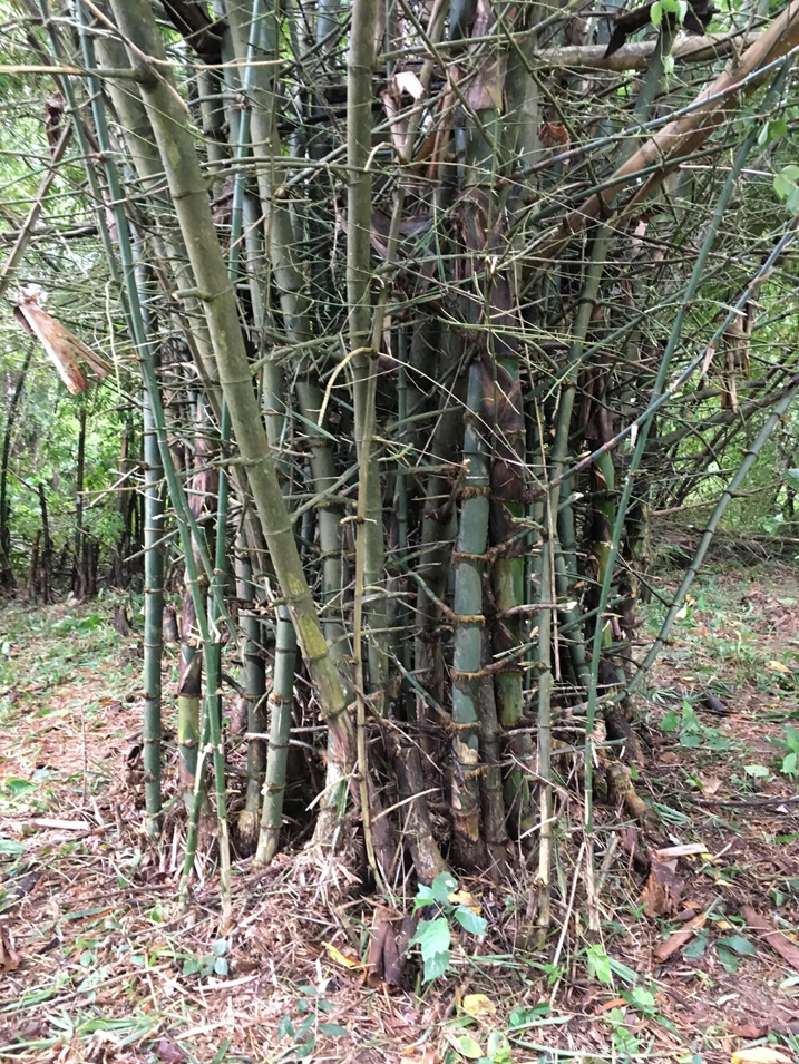 Thorny-bamboo-plant