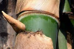 Closer-view-of-culms-of-Thorny-bamboo