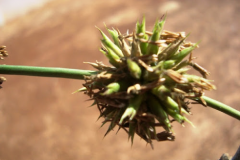 Closer-view-of-flower-of-Thorny-bamboo