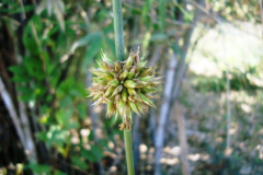 Flower-of-Thorny-bamboo