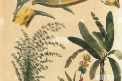 Plant-Illustration-of-Thorny-bamboo