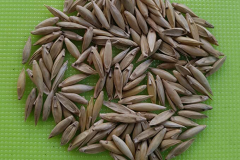 Seeds-of-Thorny-bamboo