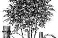 Sketch-of-Thorny-bamboo