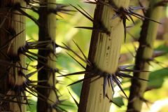 Spines-of-Thorny-bamboo