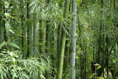 Thorny-bamboo-plant-growing-wild