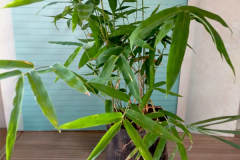 Thorny-bamboo-plant-grown-indoor