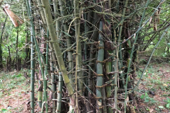 Thorny-bamboo-plant