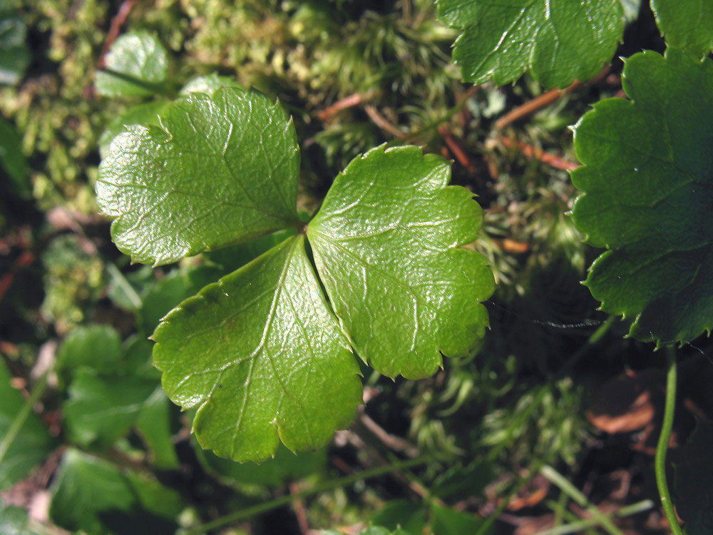 Leaves-of-Threeleaf-goldthread