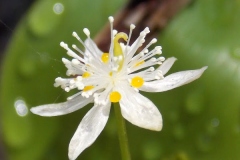 Closer-view-of-flower-of-Threeleaf-goldthread
