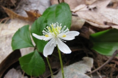 Flower-of-Threeleaf-goldthread