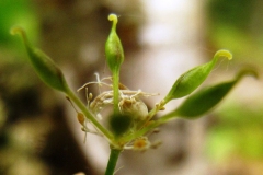 Immature-fruits-of-Threeleaf-goldthread