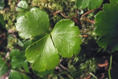 Leaves-of-Threeleaf-goldthread