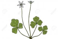Plant-Illustration-of-Threeleaf-goldthread