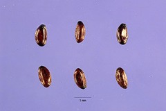 Seeds-of-Threeleaf-goldthread