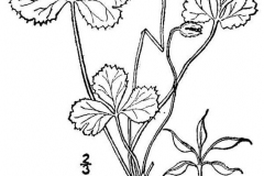 Sketch-of-Threeleaf-goldthread