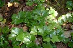 Threeleaf-goldthread-Plant