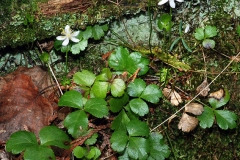 Threeleaf-goldthread-plant-growing-wild