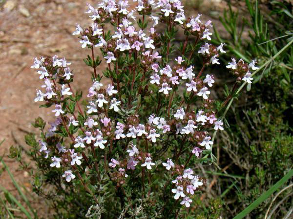 Flower-of-Thyme-herb