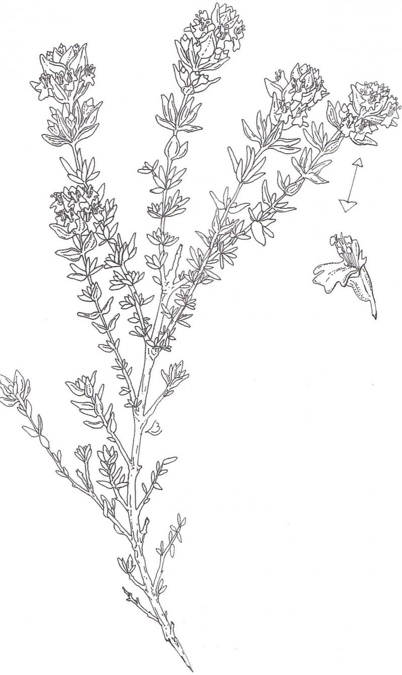 Sketch-of-Thyme-plant