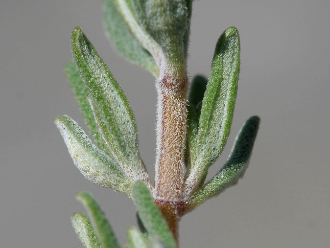 Stem-of-Thyme-herb