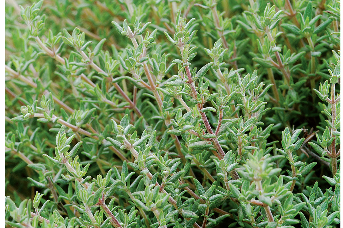 Thyme-bushes