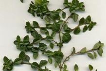 Branch-of-Thyme-herb