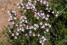 Flower-of-Thyme-herb