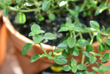 Leaves-of-Thyme-herb