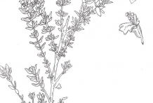 Sketch-of-Thyme-plant