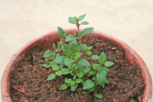 Small-Thyme-plant