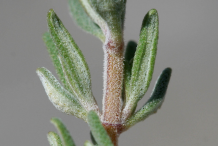 Stem-of-Thyme-herb