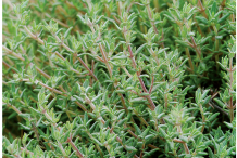 Thyme-bushes