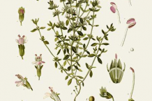 Thyme-plant-Illustration