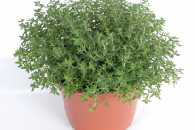 Thyme-plant