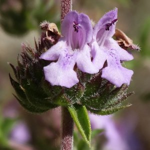 Closer-view-of-flower-of-Thyme-leaved-savory
