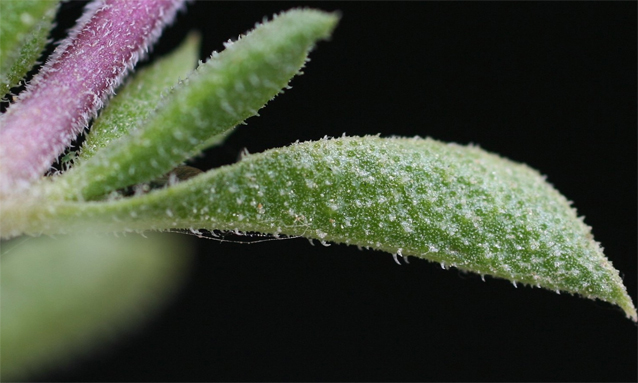 Closer-view-of-leaf-of-Thyme-leaved-savory