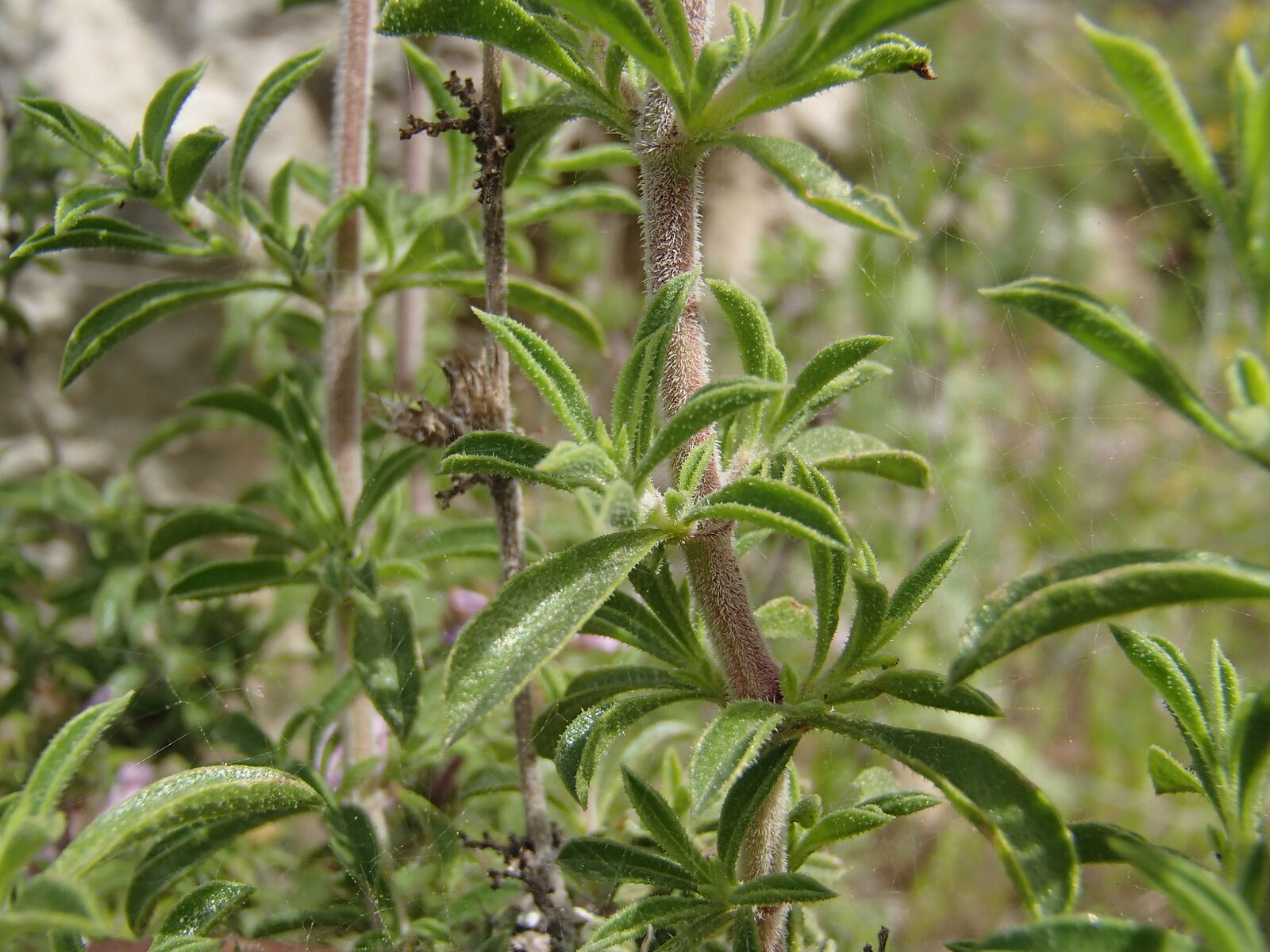 Leaves-of-Thyme-leaved-savory