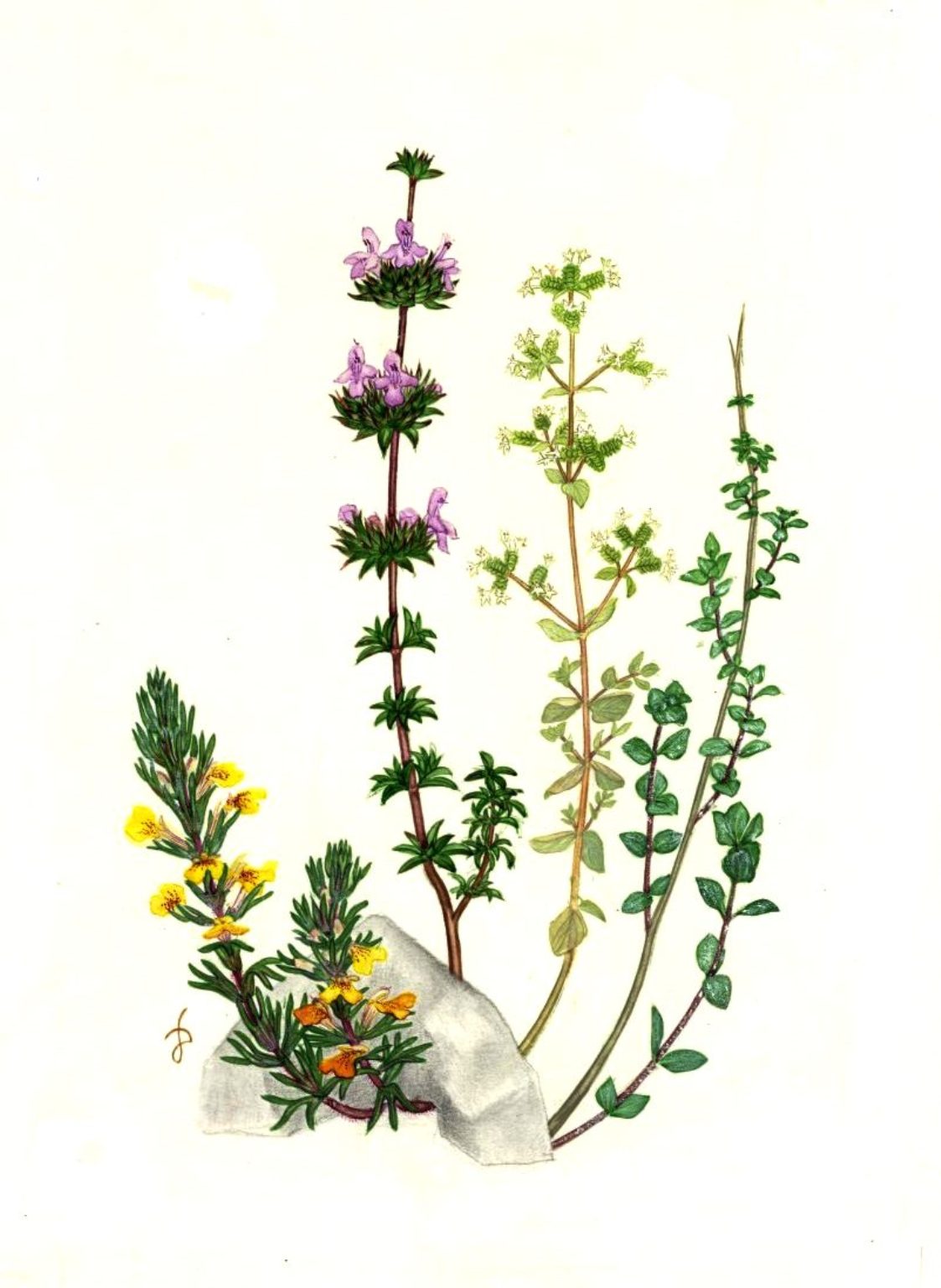 Plant-Illustration-of-Thyme-leaved-savory