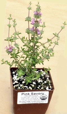 Thyme-leaved-savory-plant-grown-on-pot