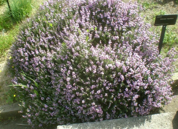 Thyme-leaved-savory-plant