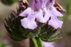 Closer-view-of-flower-of-Thyme-leaved-savory