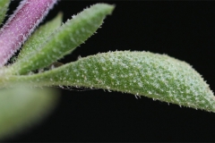 Closer-view-of-leaf-of-Thyme-leaved-savory