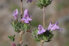 Flowers-of-Thyme-leaved-savory