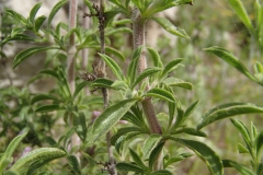 Leaves-of-Thyme-leaved-savory