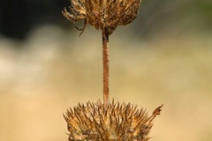 Mature-Fruits-of-Thyme-leaved-savory